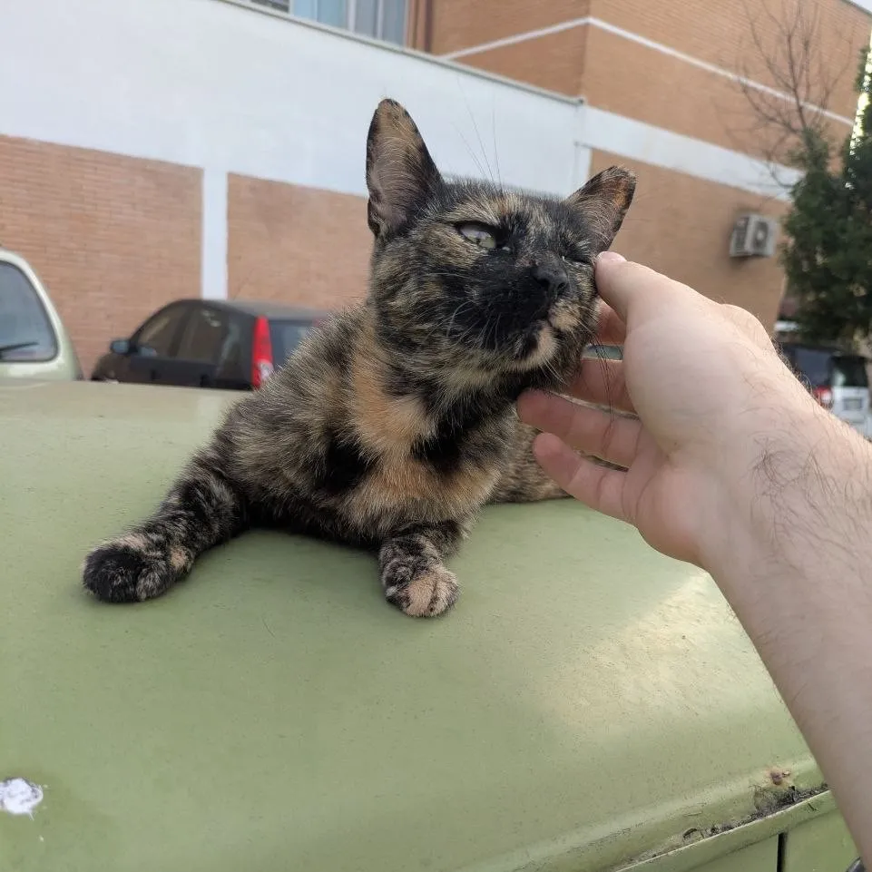 cherie, one of the stray cats I look after