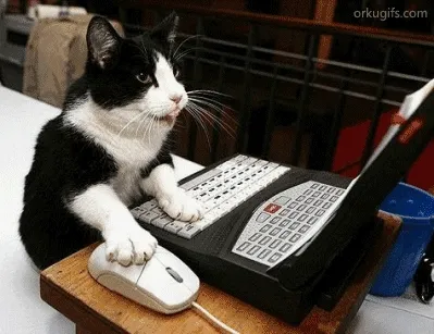 cat typing on a laptop