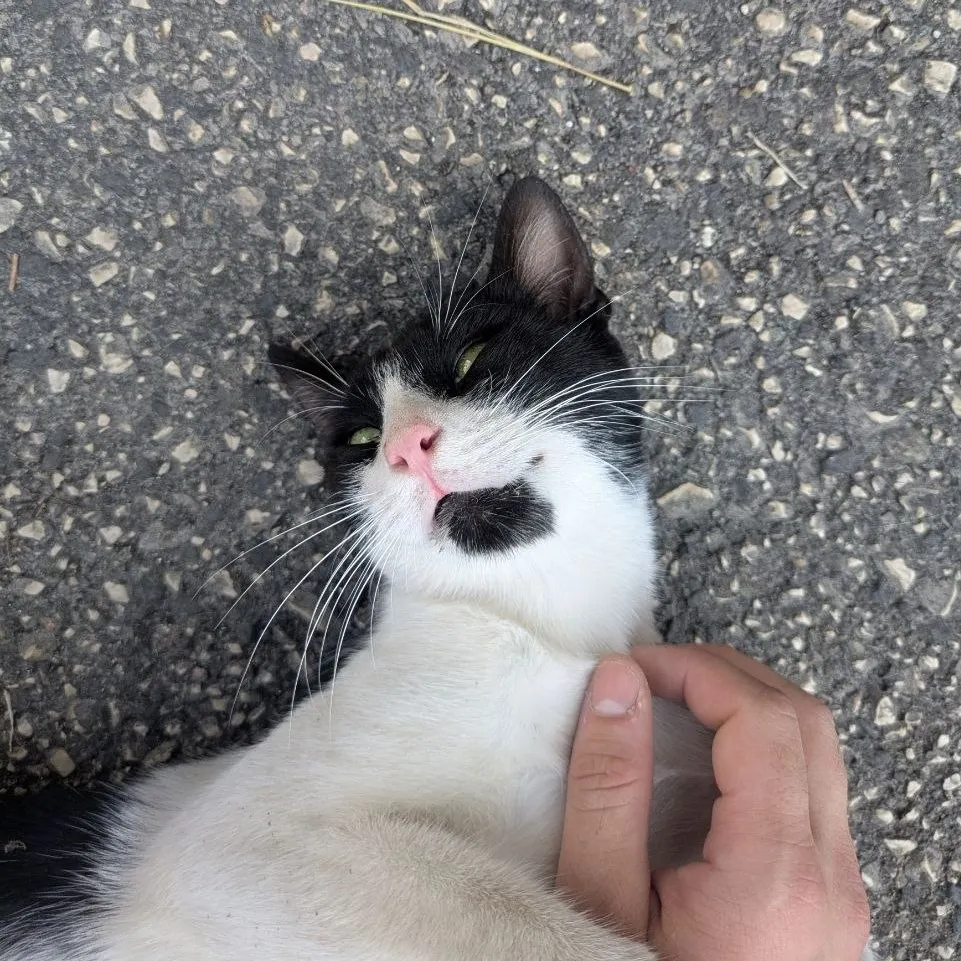 milo, the new arrived on the stray cats community