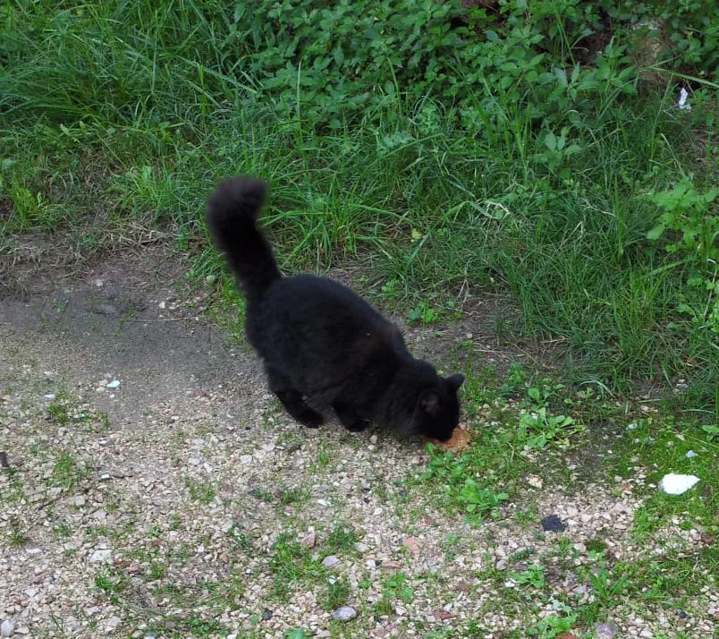 a picture of nerone, one of the stray cats i look after
