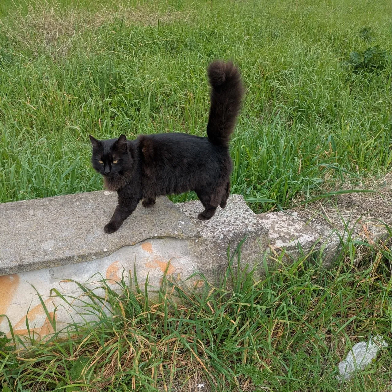 nerone, one of the stray cats I look after